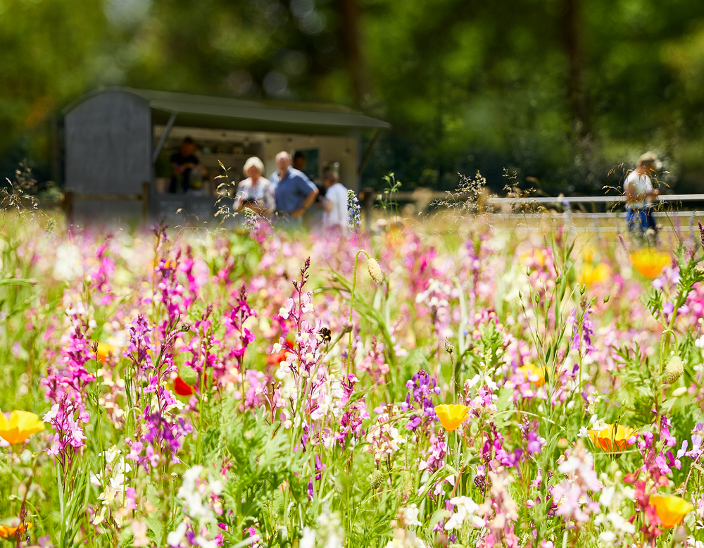 bunte Blumenwiese